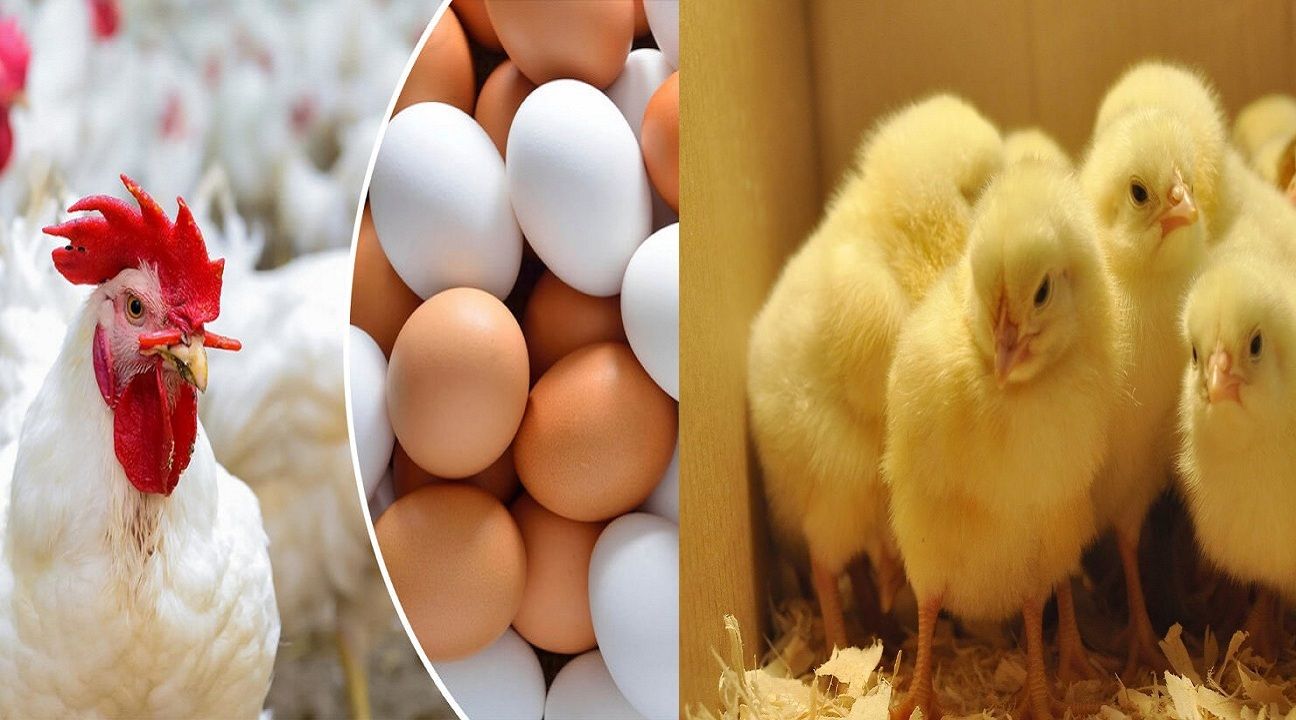 أسعار الدواجن اليوم السبت 6 يناير ) أسعار الدواجن اليوم السبت 6 يناير 1