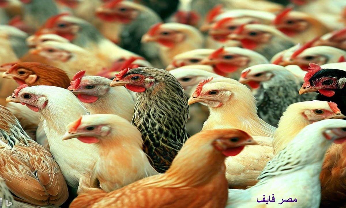 أسعار الدواجن اليوم السبت 6 يناير ) أسعار الدواجن اليوم