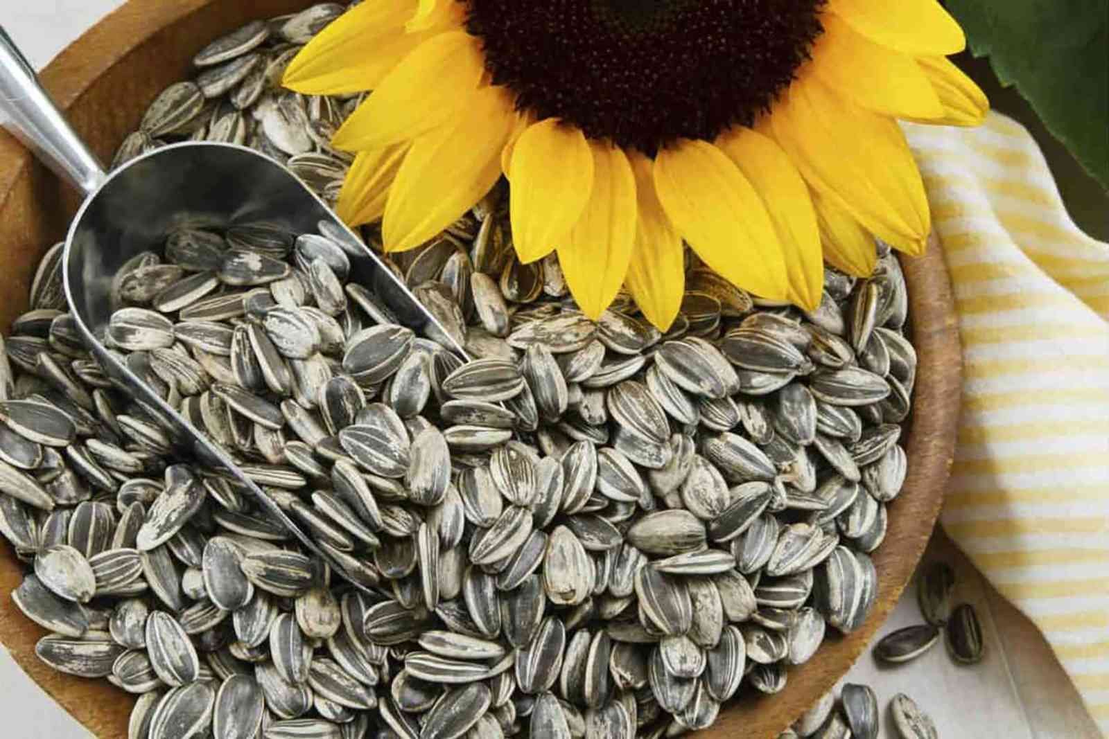 بذور عباد الشمس.. كنز من الفوائد الصحية لمرضى القلب ولتقوية الجهاز المناعي 3