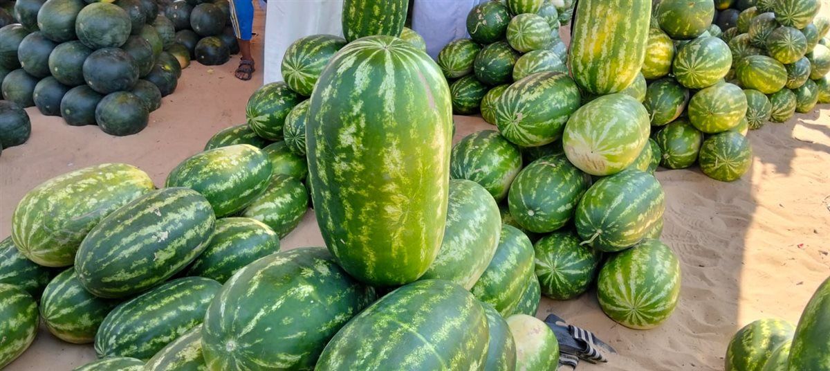 مزاد البطيخ بسوق المستقبل في الإسماعيلية، فيتو