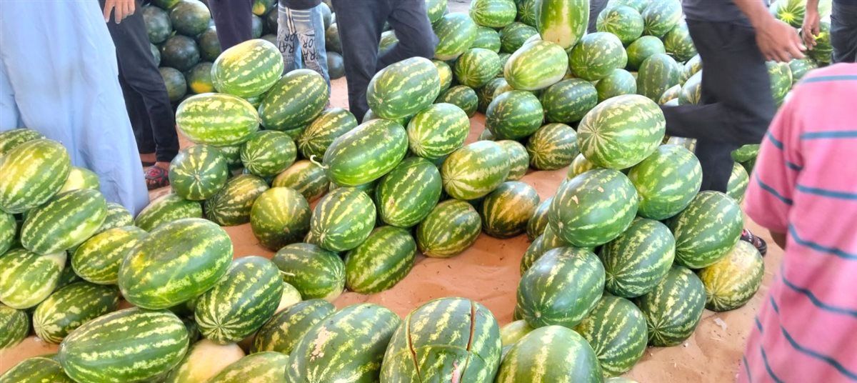 مزاد البطيخ بسوق المستقبل في الإسماعيلية، فيتو