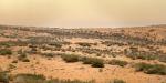 تزايد نمو الغطاء النباتي في محمية الإمام تركي بن عبدالله  يعزز جودة الهواء ويحد من العواصف الغبارية