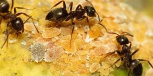 تفسير
      حلم
      النمل
      الأسود
      في
      المنام
      وعلاقته
      بالتغلب
      على
      المشكلات
      والصعوبات
