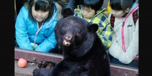 اليابان تواجه الدببة بالبنادق