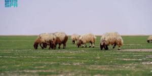 «الغطاء النباتي» يبدأ في إصدار تصاريح الرعي