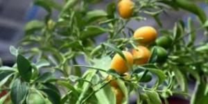 طفرة فى التشجير.. المشاتل والمتاجر تزين شتاء المدينة المنورة بالمساحات الخضراء