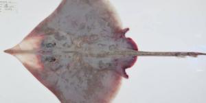 110 أنواع جديدة من الكائنات في أعماق بحر المرجان