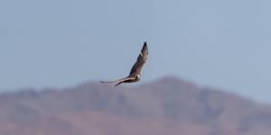 برنامج «هدد»
يطلق الدفعة الأخيرة من الصقور لعام 2026