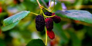 «التوت الحساوي»
محصول زراعي موسمي وقيمة غذائية واقتصادية