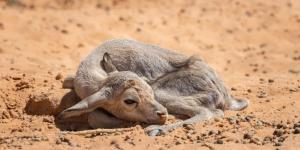 55 مولودا جديدا يعزز الحياة الفطرية في محميتي الإمام عبدالعزيز بن محمد والملك خالد الملكيتين