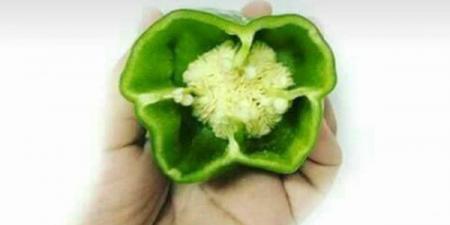 بذور
      الفلفل
      الأخضر..
      حل
      سحري
      لفقدان
      الوزن
      بدون
      رجيم
      10
      كيلو
      خلال
      6
      أيام
      فقط