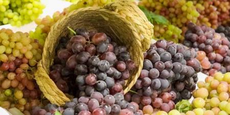 زراعة العنب في القصيم.. إنتاج نوعي يعزز تنوع المحاصيل ويدعم الاقتصاد المحلي