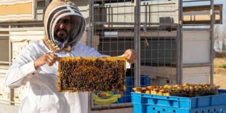 منتجو العسل في الجوف 
يبدؤون مواسم الإنتاج بعسل «الحمضيات»