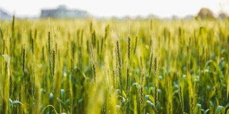 السعودية تطرح مناقصة لاستيراد 655 ألف طن قمح