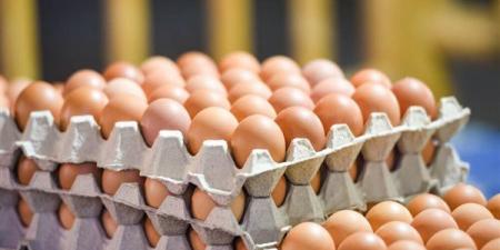 ارتفاع الأحمر والأبيض، سعر كرتونة البيض اليوم السبت في بورصة الدواجن