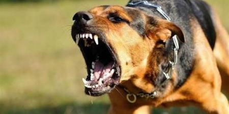 كلب مسعور يعقر 5 أشخاص في قنا