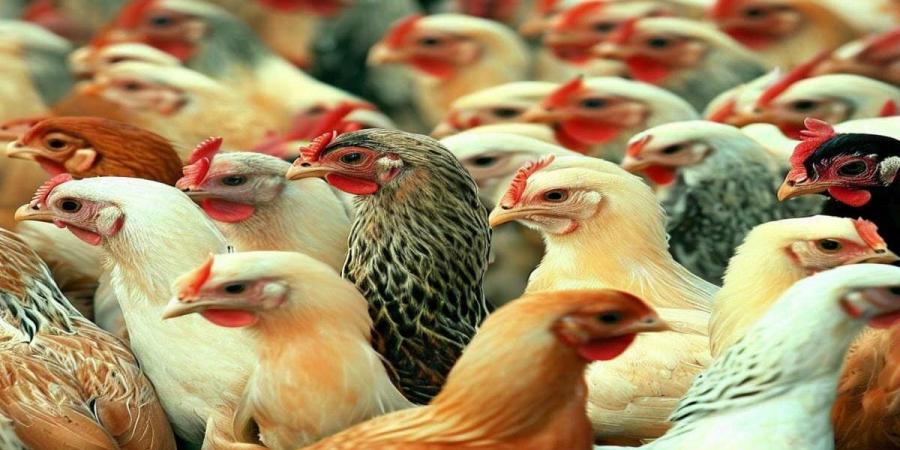 أسعار
      الدواجن
      اليوم
      السبت
      6
      يناير