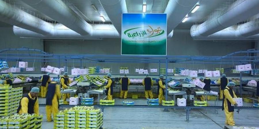 "تبوك
      الزراعية"
      توقع
      عقدا
      مع
      "وفرة"
      لتزويدها
      بمنتج
      البطاطس
      التصنيعية