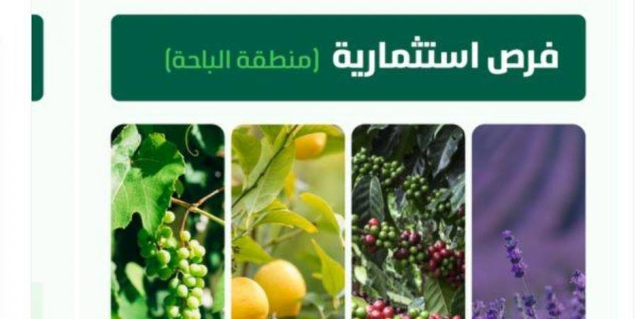 طرح 5 مشاريع زراعية لإنتاج الفاكهة والبن والزهور في الباحة