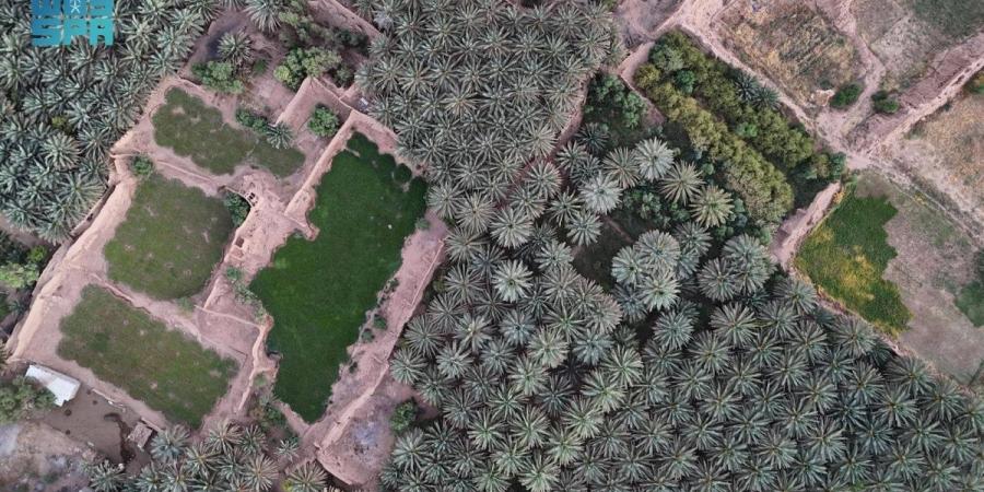 بين صلابة الصخور وامتداد النخيل يتجلى جمال العلا