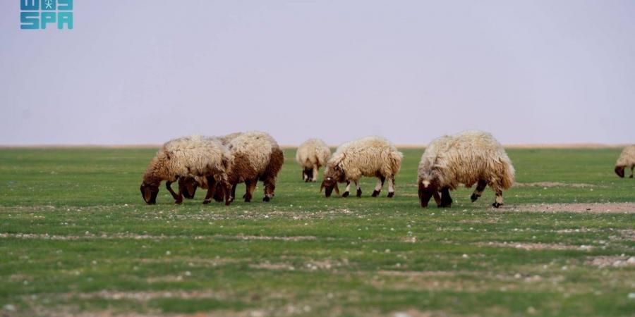 «الغطاء النباتي» يبدأ في إصدار تصاريح الرعي