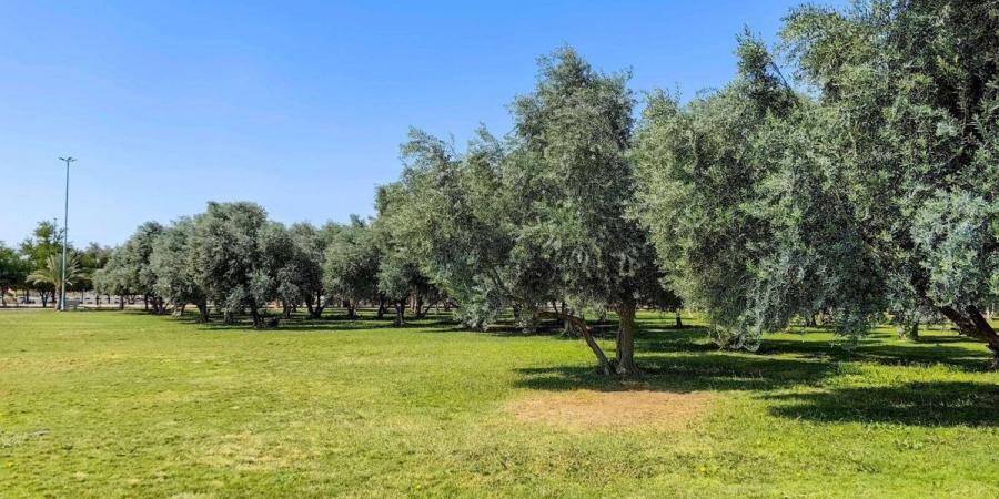 المتنزهات الطبيعية بنجران.. وجهات سياحية تستهوي الزوار بتنوعها البيئي الفريد