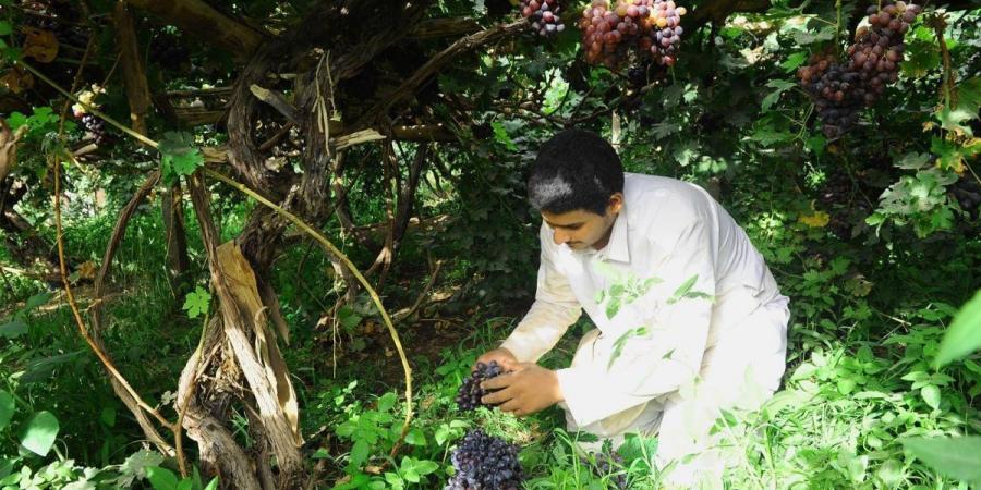 موسم العنب بنجران.. يعزز الاقتصاد الزراعي والسياحي بالمنطقة