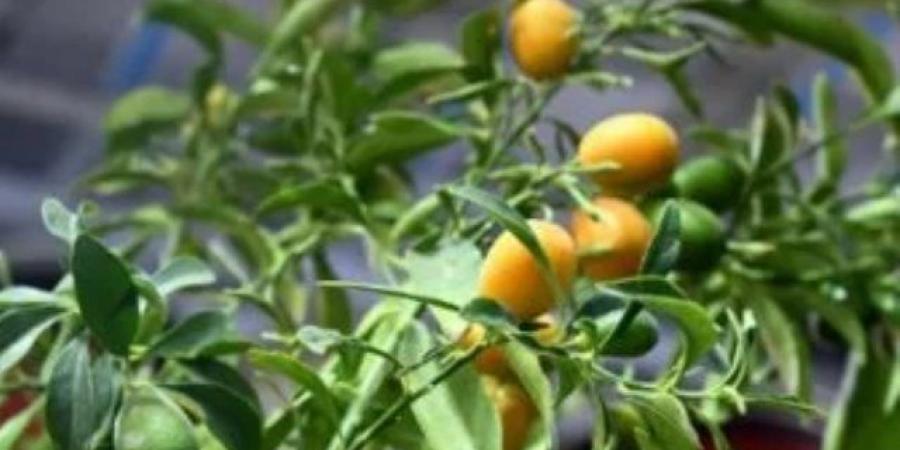 طفرة فى التشجير.. المشاتل والمتاجر تزين شتاء المدينة المنورة بالمساحات الخضراء