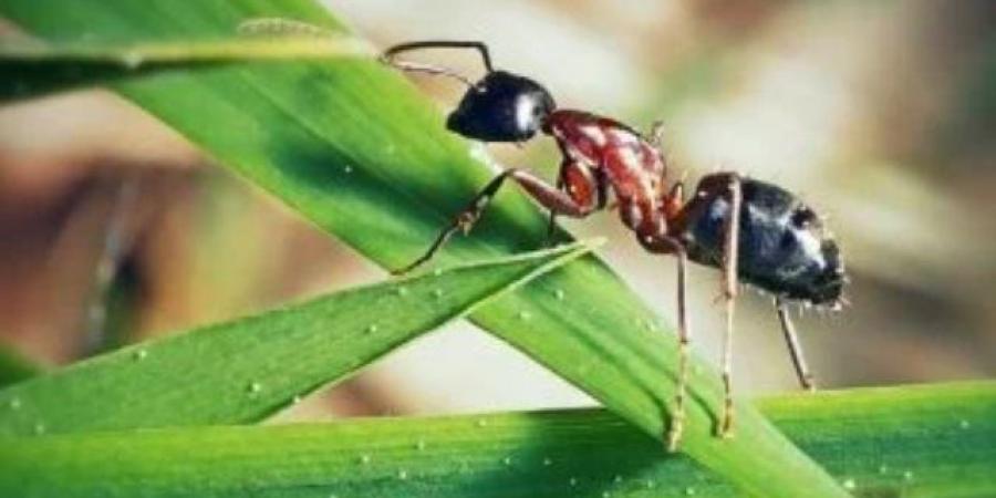 فطر يحول النمل إلى زومبي ويتحكم بسلوكه لنشر نفسه.. ما القصة؟