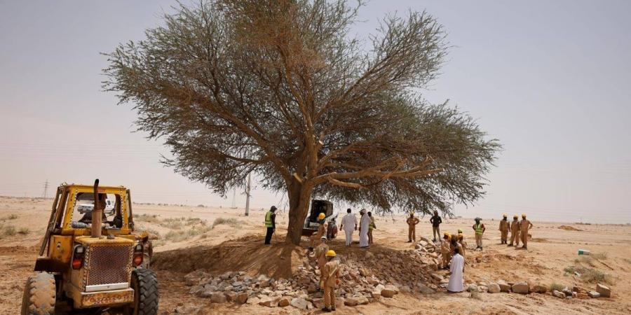 مركز «الغطاء النباتي» يعيد تأهيل شجرة طلح معمرة في الدوادمي