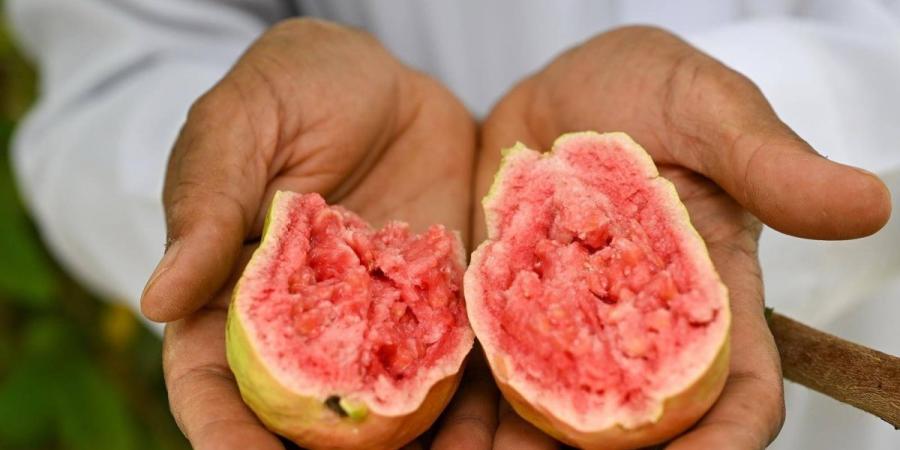 الجوافة الحمراء في نجران.. استثمار اقتصادي واعد ومستقبل مشرق