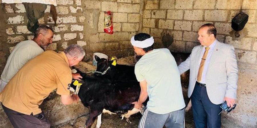 تحصين 250 ألف رأس ماشية ضد الحمى القلاعية والوادي المتصدع بالدقهلية