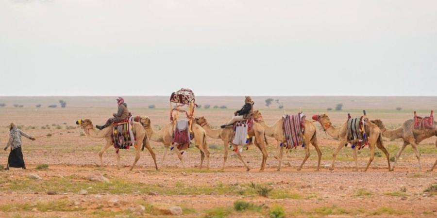 مسميات الإبل .. أرث لغوي يوثق مراحل نموها في الموروث العربي