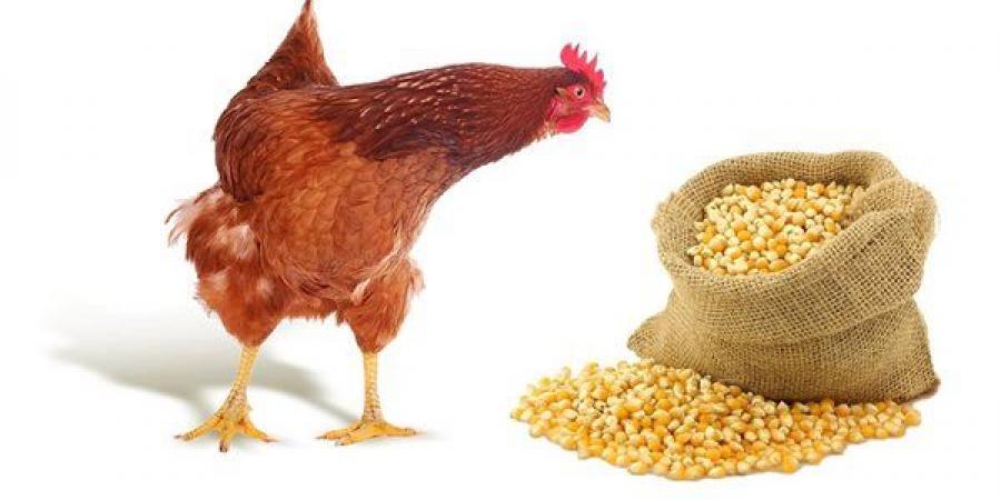 انخفاض الصويا والذرة والجلوتوفيد، أسعار الأعلاف والحبوب اليوم في الأسواق