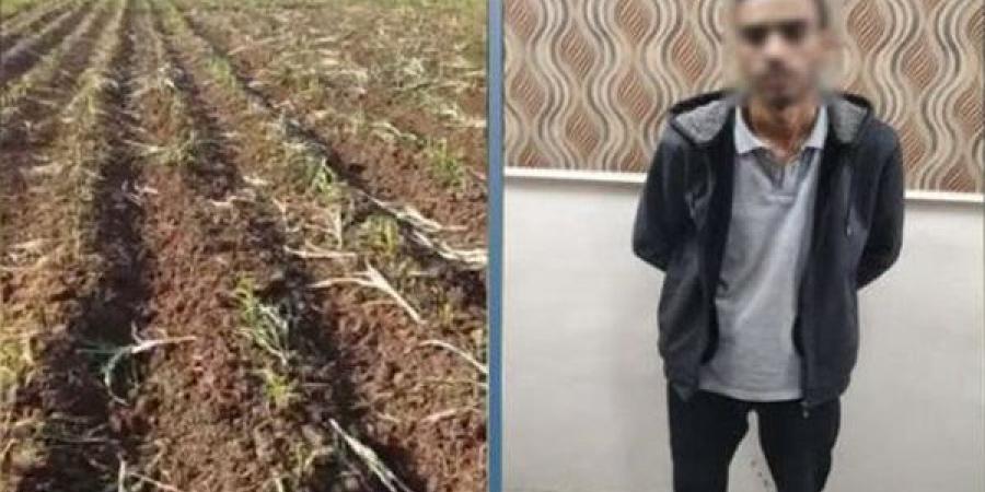 ضبط عامل بتهمة إتلاف محصول مزارع في البحيرة