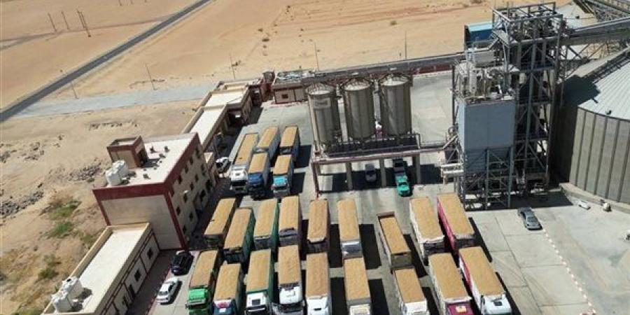 تموين الوادي الجديد: حققنا زيادة 58.2 ألف طن قمح عن العام الماضي