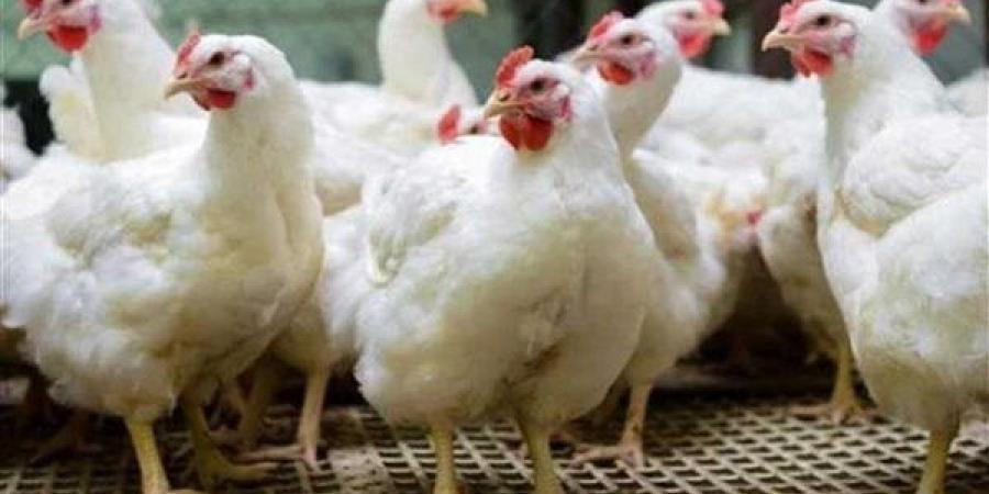 الغرفة التجارية: محلات بيع الطيور الحية خطر حقيقي على مزارع الدواجن (فيديو)
